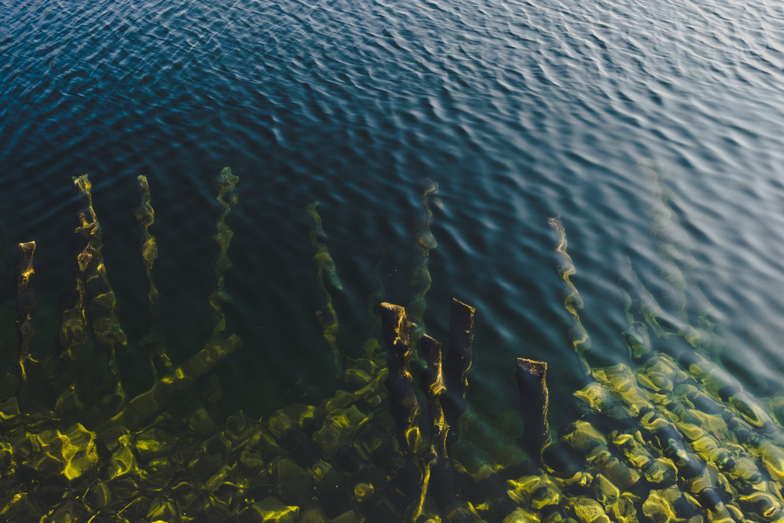 Why Fermented Sea Kelp is the Best Solution for Dry Skin